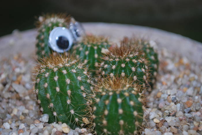 echinopsis - Cactusii mei