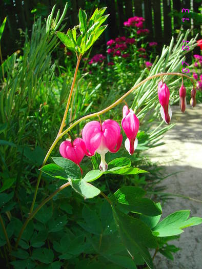 Dicentra(prima floare)