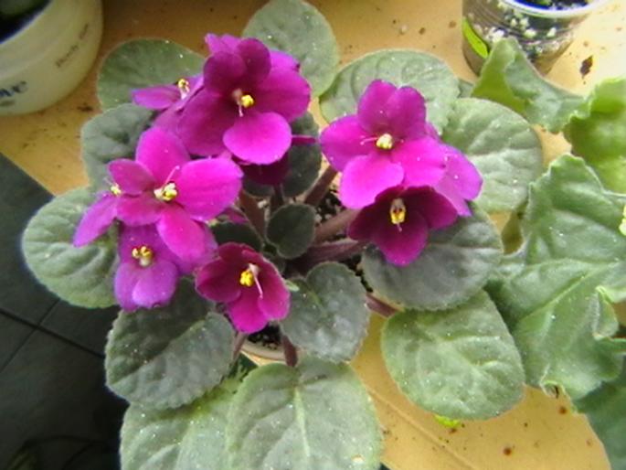 violeta grena. - violete 2009