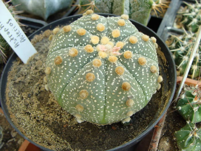 Astrophytum asterias - Astrophitum