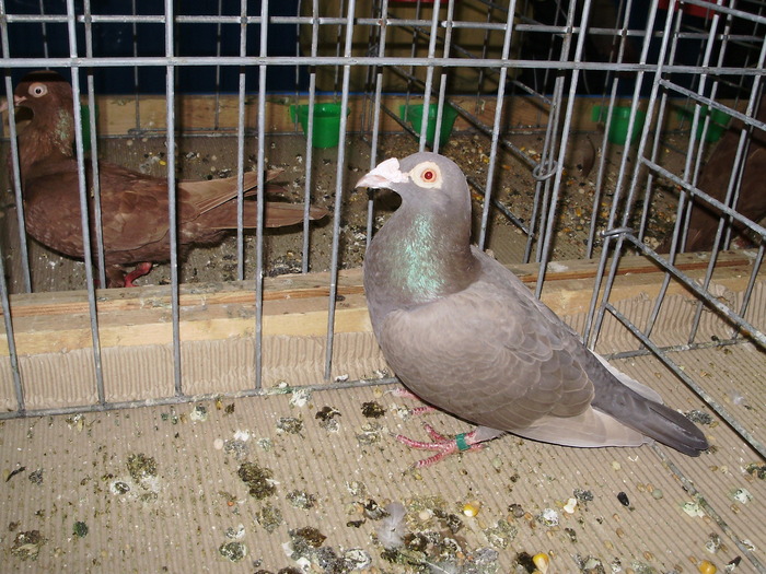 10565 magan 1 - 1507 partea 6a