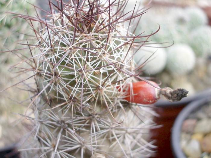 Mammillaria mazatlanensis