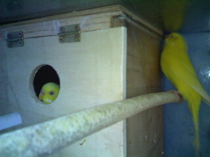 Image_00248; pereche de galbeni
