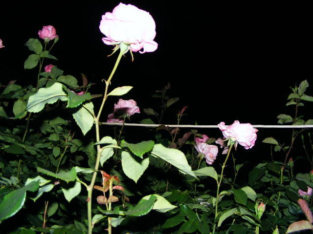 DSCF1486 - Trandafirii nostrii