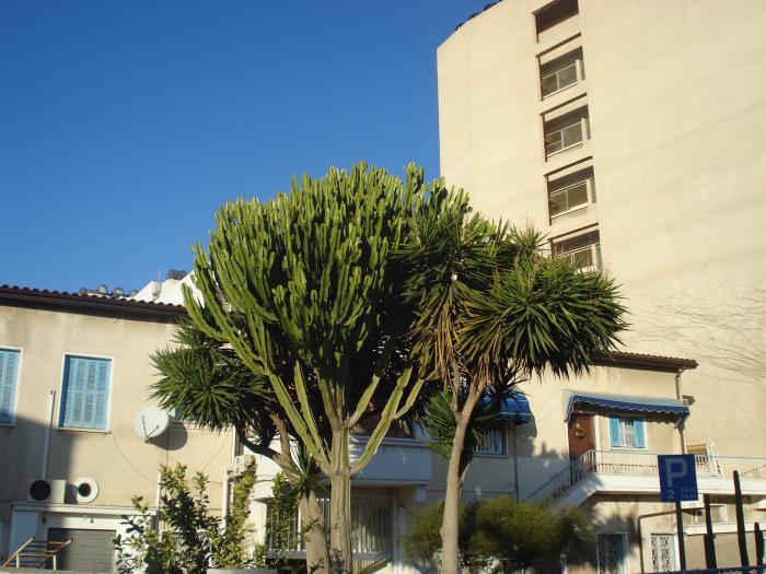 Picture 222; Larnaca
