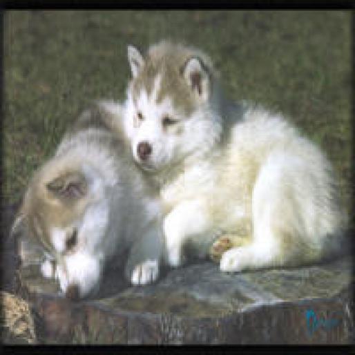 Husky-puppies - CaTzElUsI