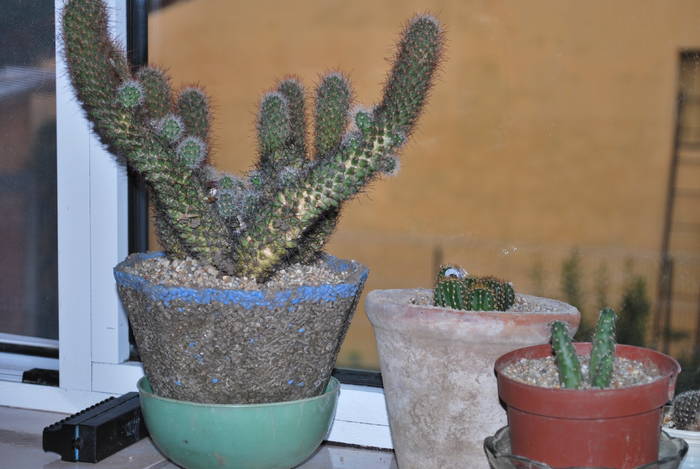cactusi - Cactusii mei