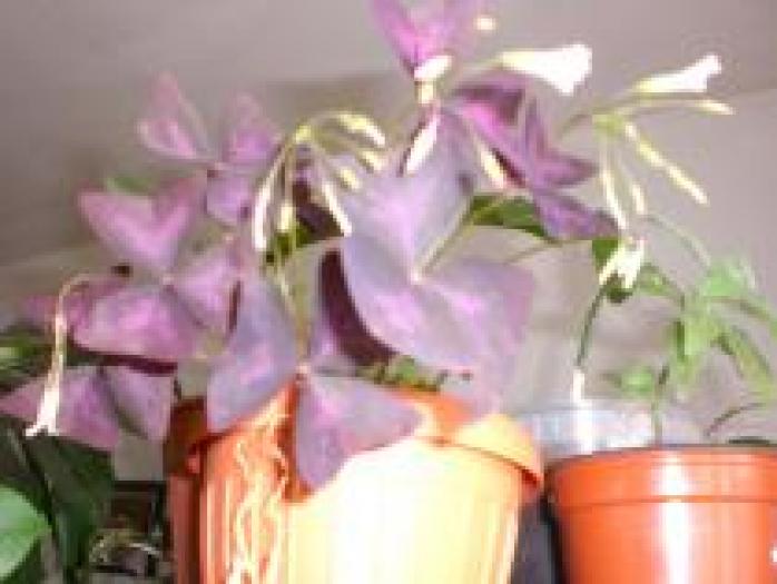 IHSBQBSLCIRYCERHKXQ - flori