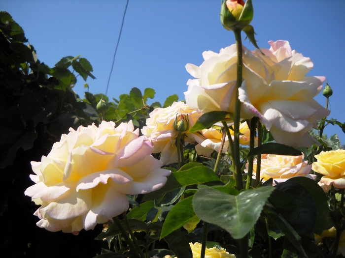 Picture 001 - flori dragute