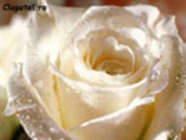 un trandafir alb pentru tine