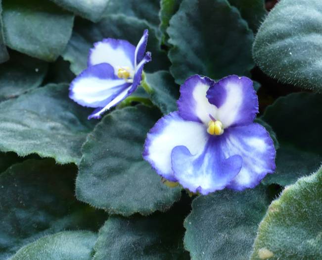 P1130482 - Saintpaulia - violete de camera