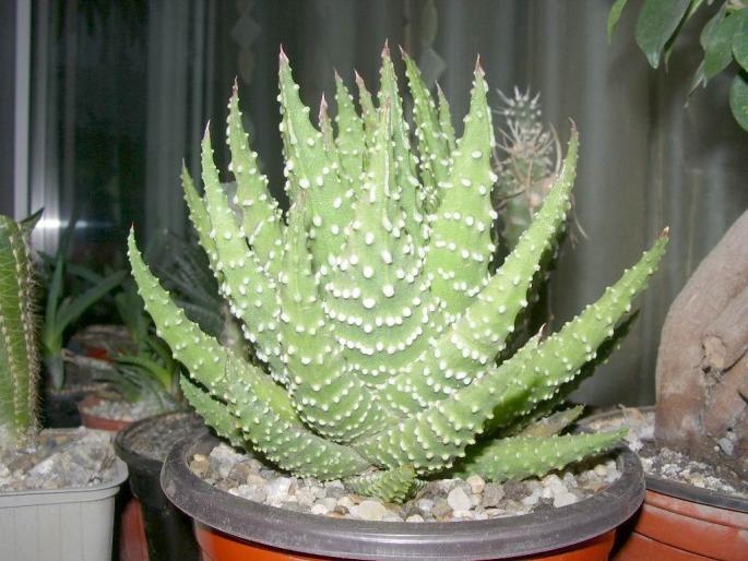 Re-exposure of IMGP6440