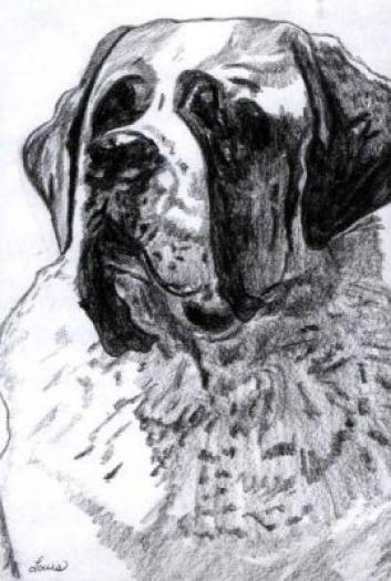 Saint Bernard2