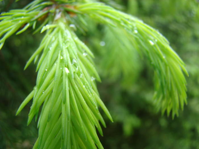 DSC03879 - Concediu 2009