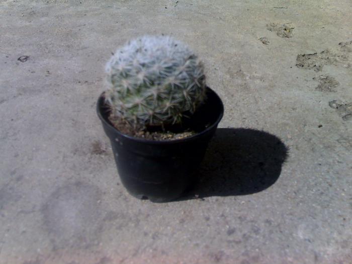 Mamillaria candida - cactusii mei
