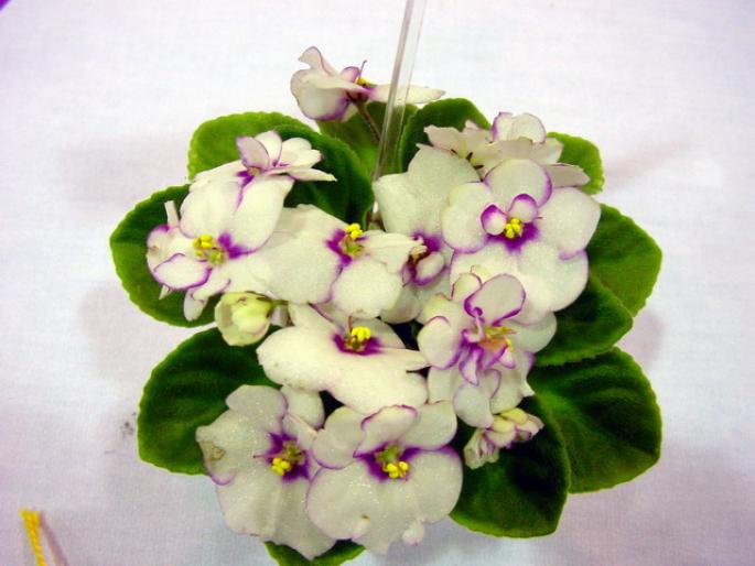 Robs_Heebie_Jeebie_2005avsa - violete de pe net 1