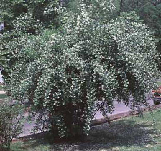 IASOMIE-PHILADELPHUS CORONARIUS - Arbusti