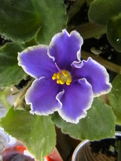 rebels sk3 sport - violete 2009