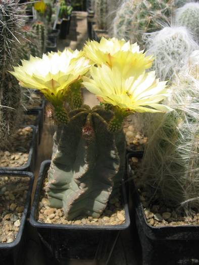 Echinocereus subinermis