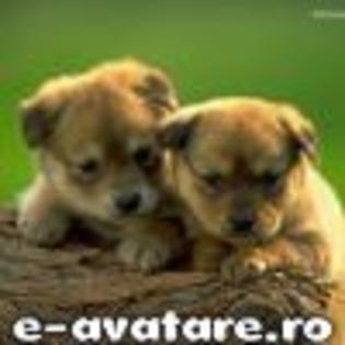 avatare_gratuite_23847022946ab05a5965d05.84601883 - poze animate