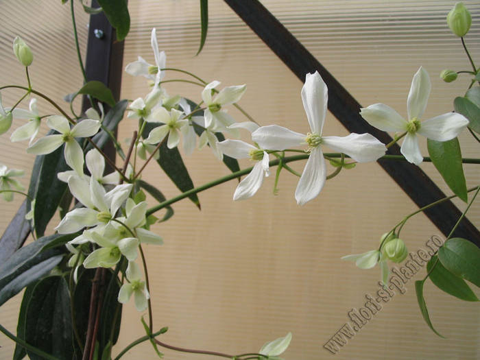 Clematita Armandii 10