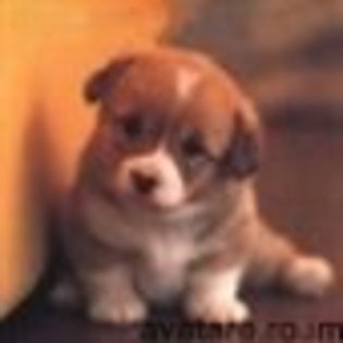 animale__avatare-cu-catei-02_jpg_85_cw85_ch85 - CATELUSI