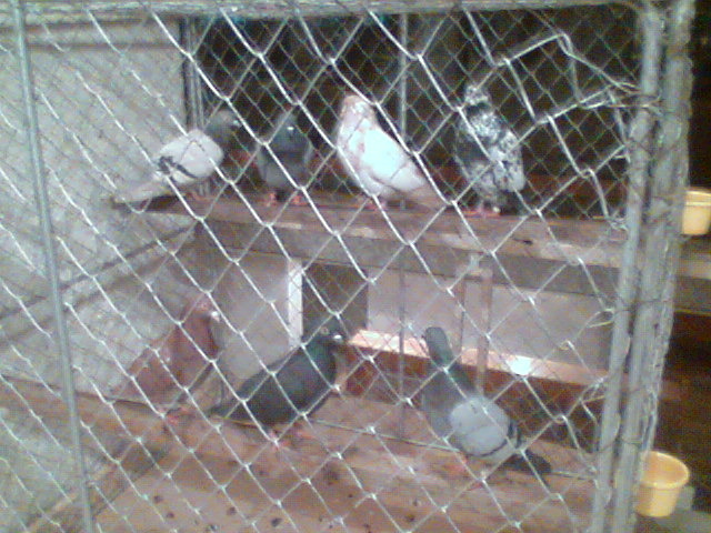 Imag068 - EXPO SATU MARE 2009