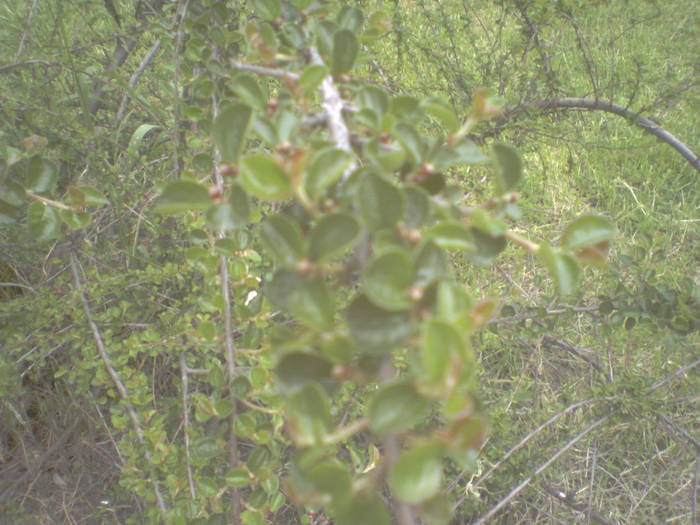 cotoneaster primavara, detaliu - arbusti foiosi