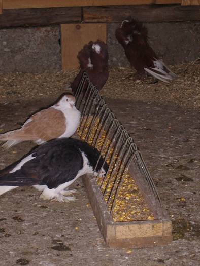 lahore+regina stiuard