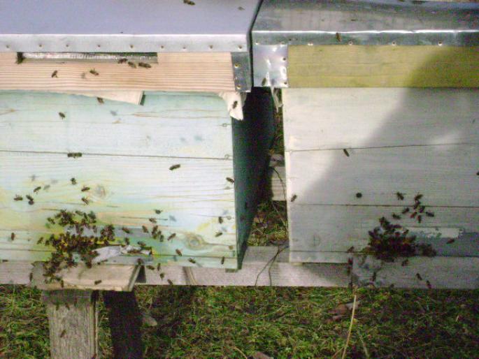 DSC00502 - apicultura