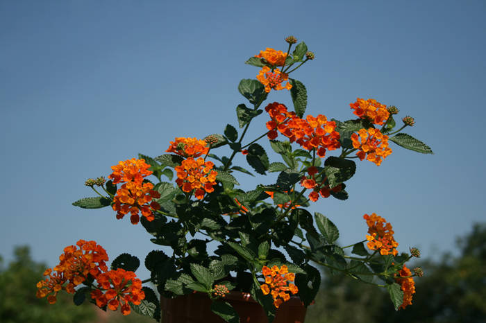 Lantana camara