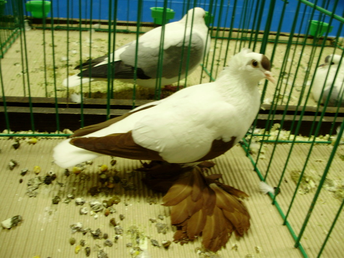 9474 ss 1 - 1507 partea 4