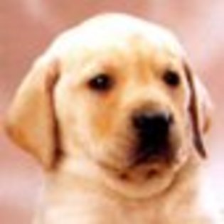 animale__pui%20catel_jpg_85_cw85_ch85 - CATELUSI