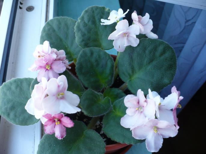 Bob Serbin (sport) - Violete africane