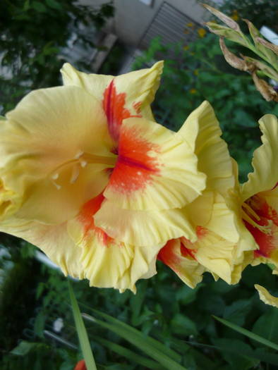 16 mai 2009 126