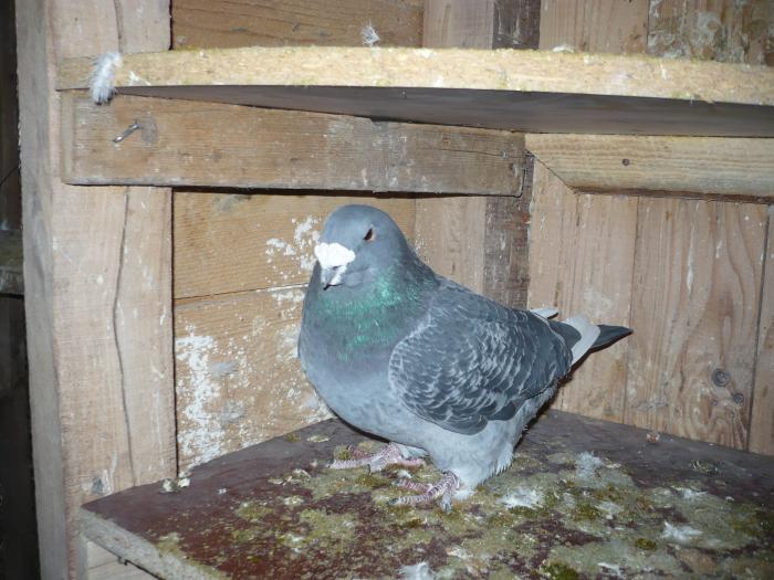 Picture 110 - costelg_ porumbei-standarde fosti si actuali