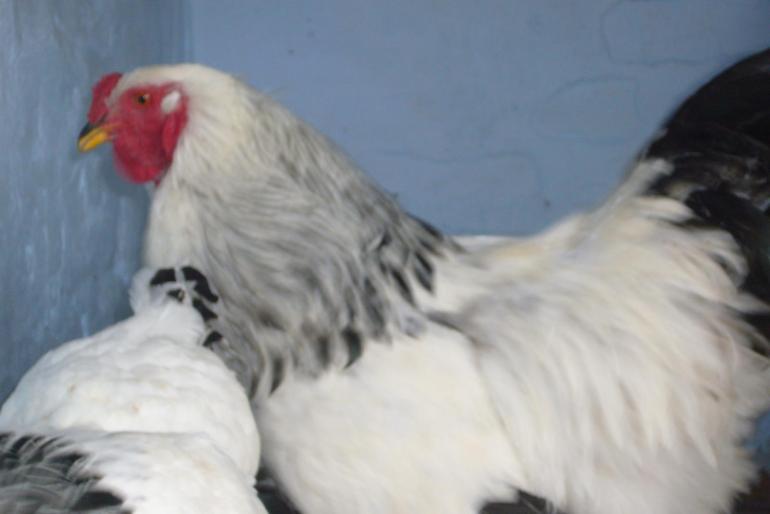 brahma herminat deschis