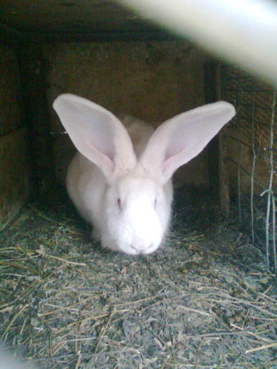 Imagine0276; mascul 2009
