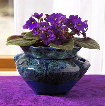 -african-violet - Violete Africane flowers
