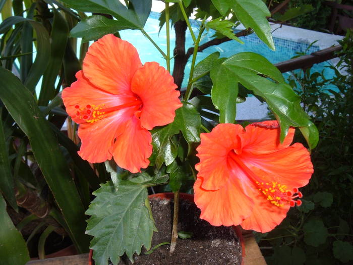 rosu simplu - hibiscus