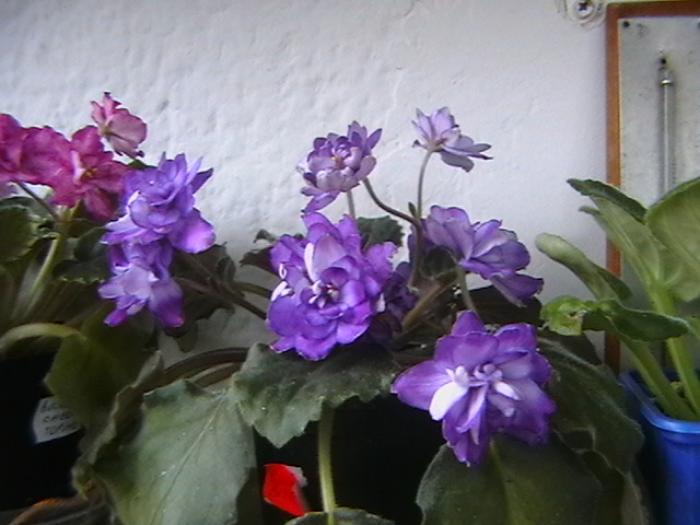8.12 - violete 2009