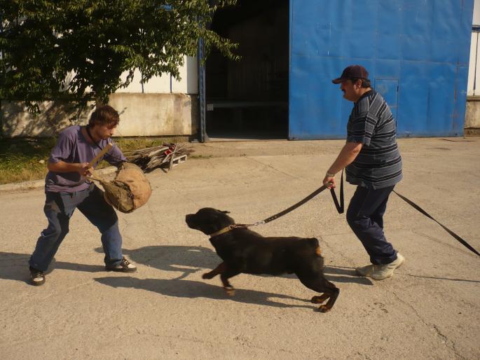 AXEL KRONSTADER WAPPEN(PONGO); IN URMARIREA INFRACTORULUI.
