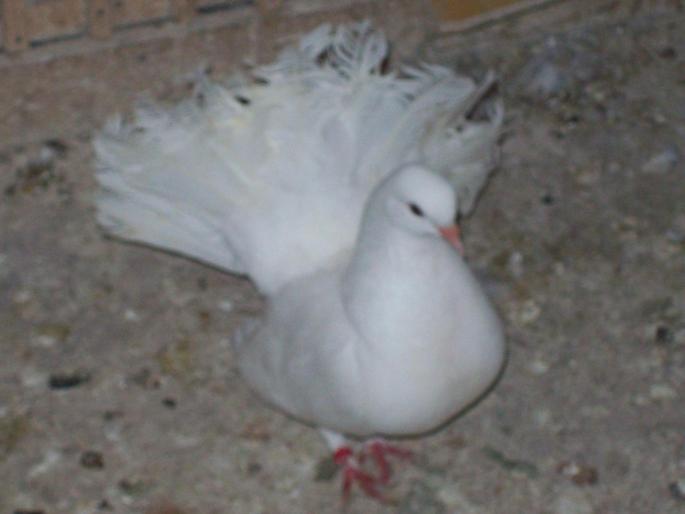 poze 258 - porumbei albi-nunti si ornament