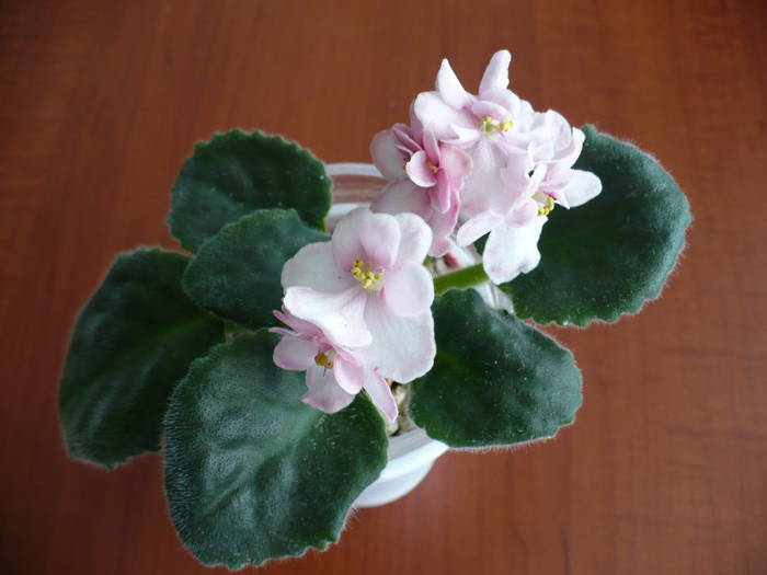 P1150205 - Saintpaulia - violete de camera