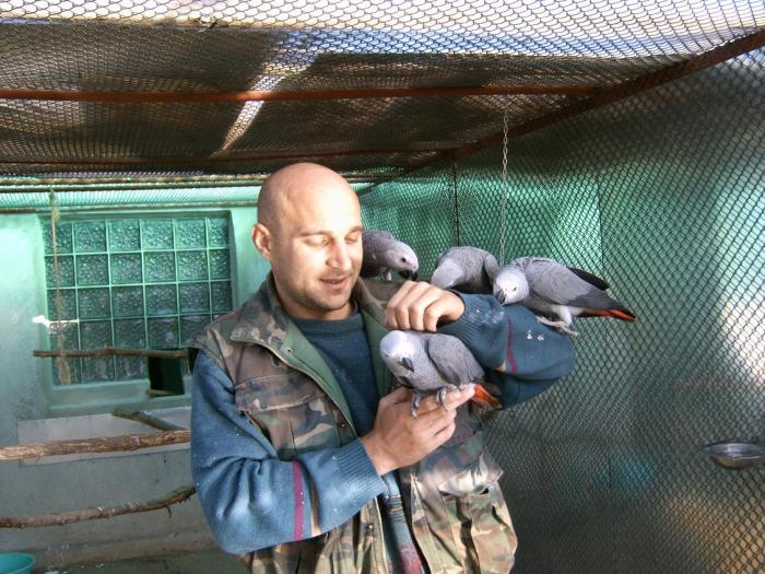 pui de papagal jako african grey, pasari inteligente , pasari deosebite; papagal bland jako african grey, pasari inteligente , pasari deosebite
