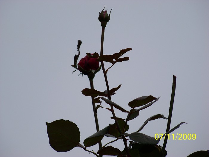 100_3979 - Toamna in curte  Timisoara