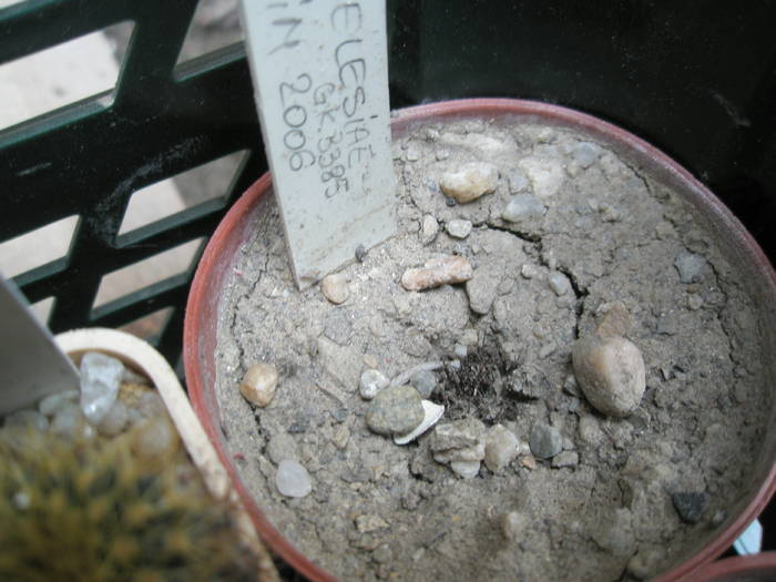 Frailea angelesiae - cactusi la iernat 2008-2009