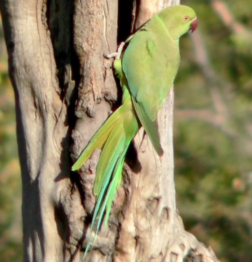 RoseRingedParakeet - PAPAGALI