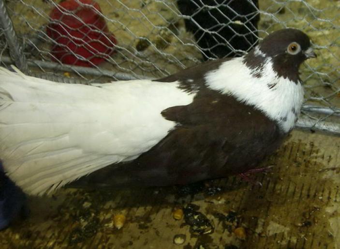 cafeniu 2 - 1501 Expo Timisoara 2006