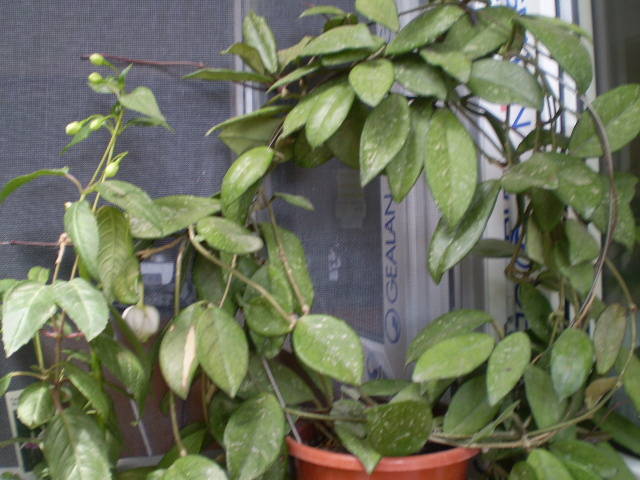 P6071821 - fucsia 2009-2010